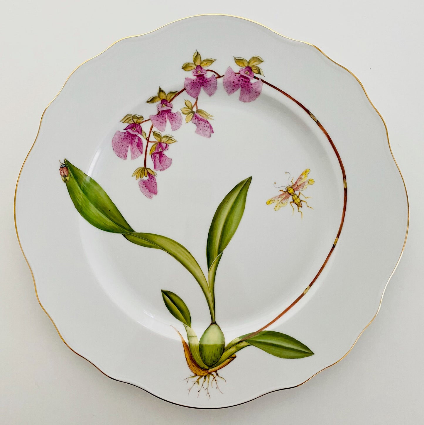 ORS6 - Orchid Dinner Plate
