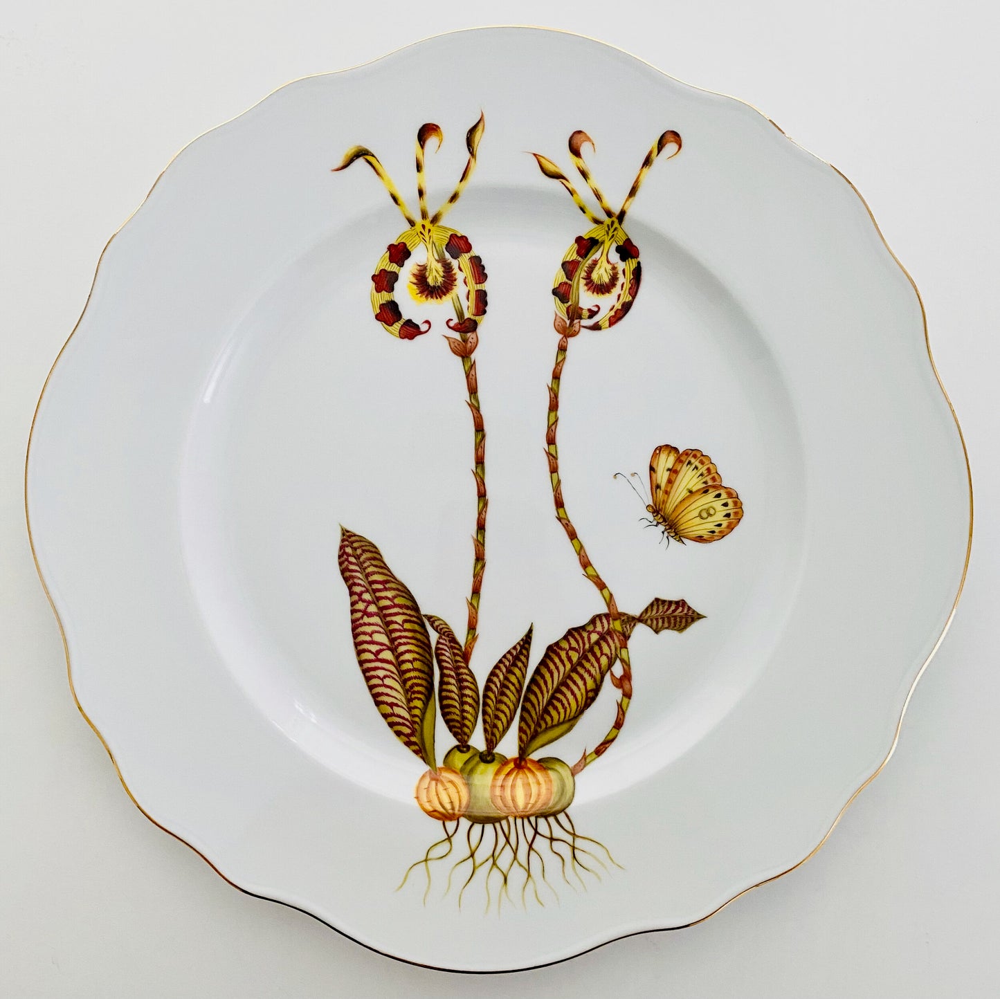 ORS1 - Orchid Dinner Plate